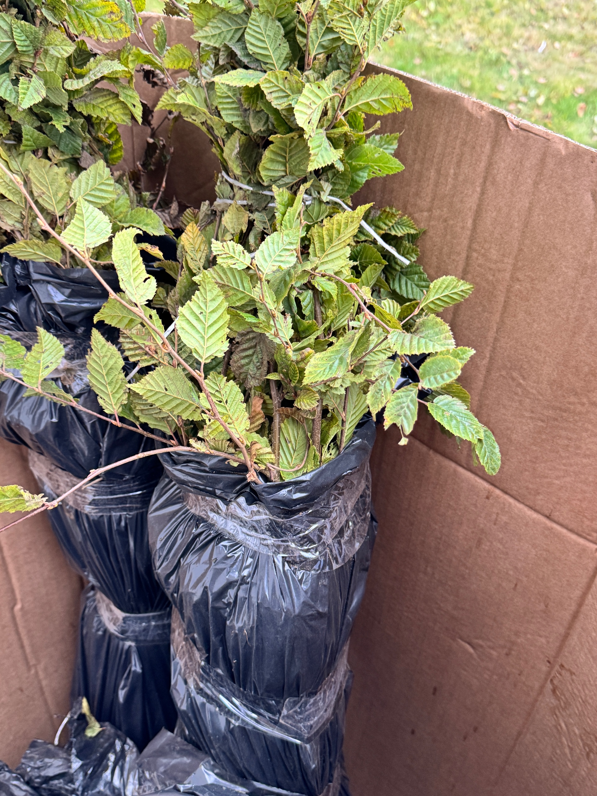 Enbokhäck barrotad 80–100 cm, 12 plantor – Mjölby