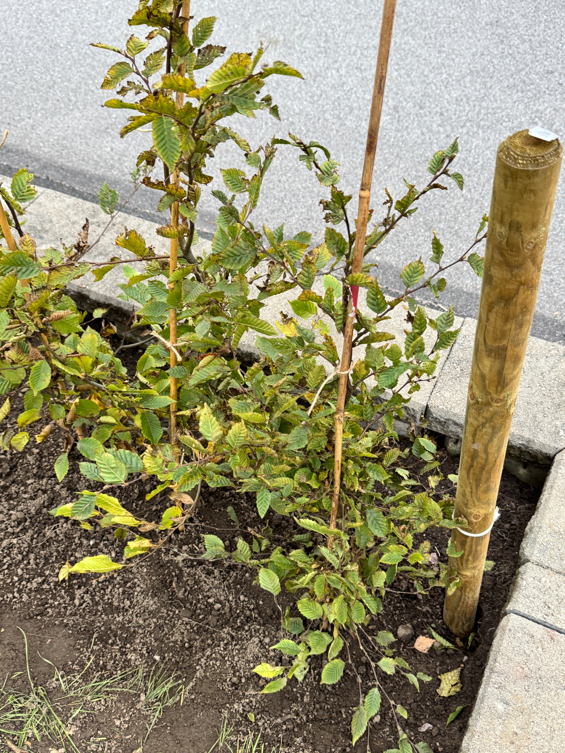 Enbokhäck barrotad 80–100 cm, 12 plantor – Mjölby, detalj