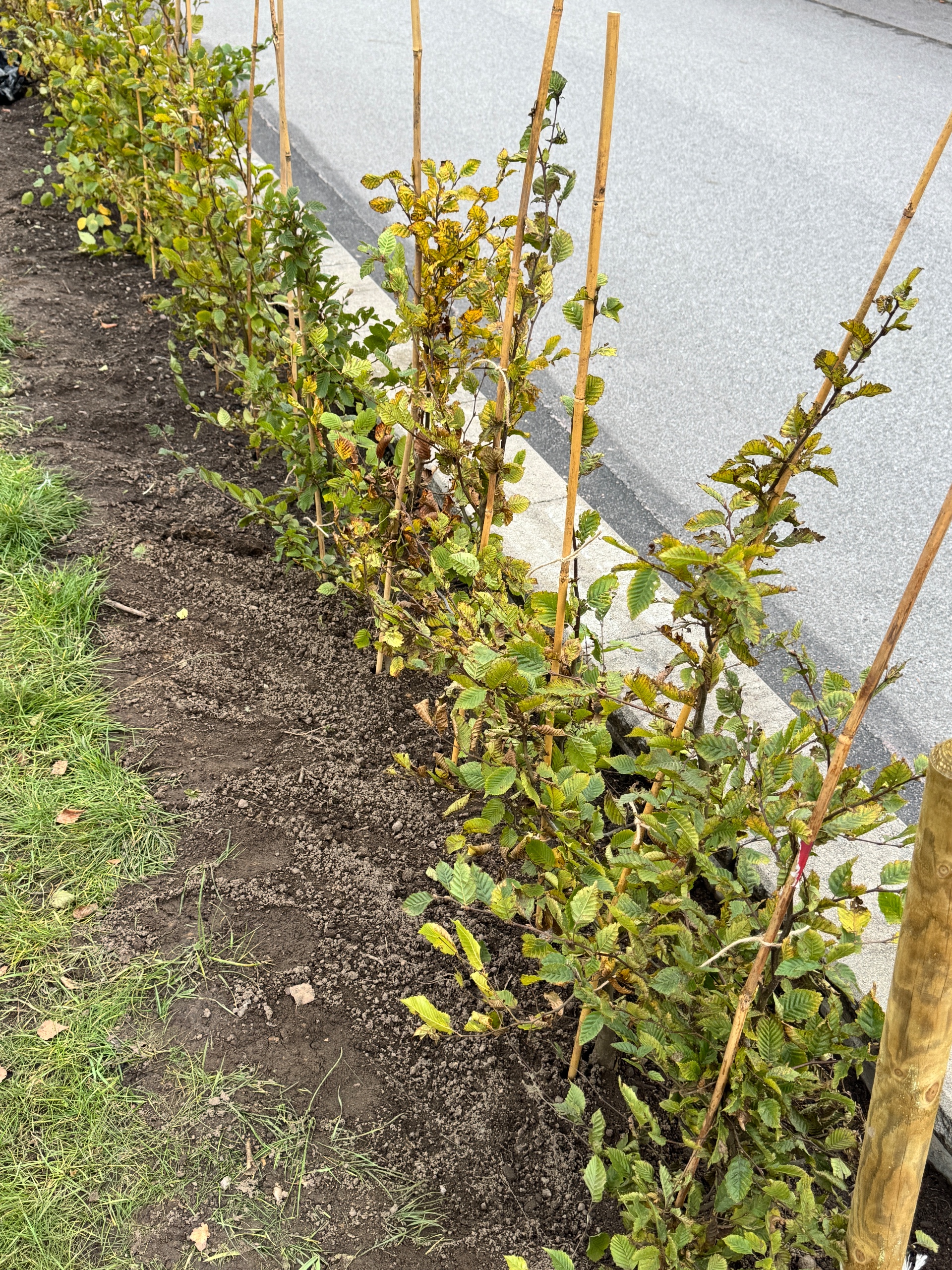 Enbokhäck barrotad 80–100 cm, 12 plantor – Mjölby, från sidan